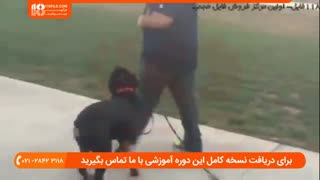 آموزش ۱۰ فرمان مهم برای تربیت سگ خانگی