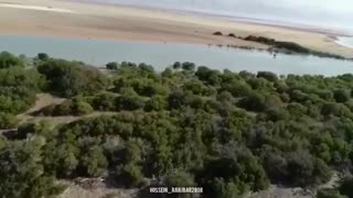 جنگل حرا بندر دیر با طرح پرورش میگو نابود می‌شود