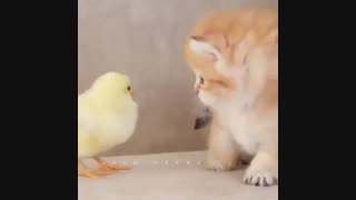 دوستی بچه گربه و جوجه با میکس زیبا ترین اهنگ