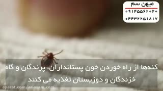 کنه ها چگونه موجوداتی هستند؟ | چگونه از شر کنه ها خلاص شویم؟