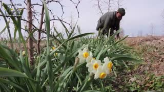 نماهنگ از گل نرگس