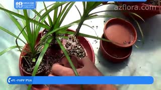 پرورش و نگهداری از گیاه دراسنا " خون سیاوشان "