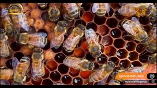 عسل آبشن فیلم 5 دقیقه ای