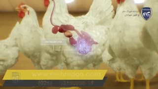 فیلم علمی و جالب از بهبود قابلیت هضم مواد خوراکی در غذای طیور