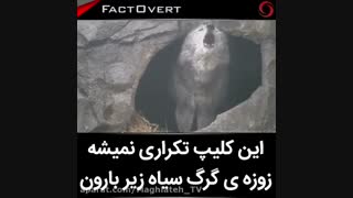 شرمنده نبودم بپر کپشن