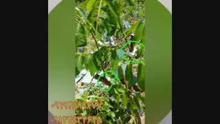 نهالستان گردو برادران خوش دست