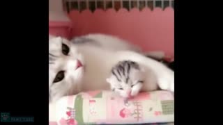 گربه مامان و بچه گربه هایش قلب شما را گرم می کنند