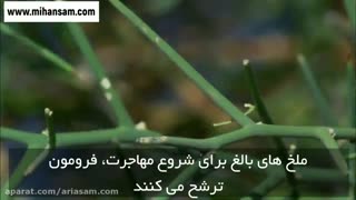 مقرون به صرفه ترین راه برای کشتن ملخ ها در مزارع | سم خارجی و تضمینی