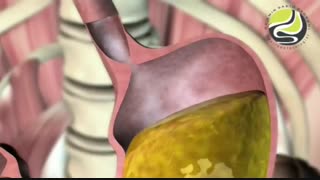 فیلم جالب از چگونگی عملکرد معده