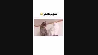 عشق در نگاه اول :))