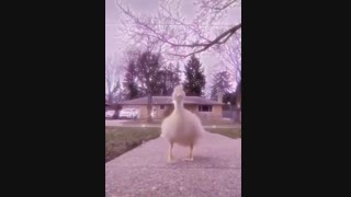 اردک از همه شاخ تر خنده دار