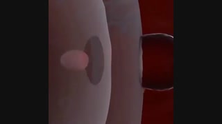 مراحل بارداری، رشد و تکامل جنین