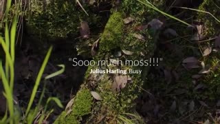 پلاگین The Grove