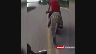 موتور سواری با تمساح غول پیکر!!