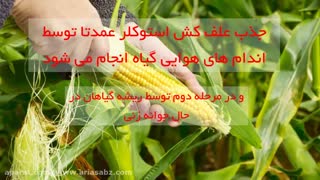 علف کش استوکلر یا سورپاس | Acetochlor