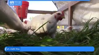 پرورش مرغ -  پرورش مرغ های گوشتی در هفته آخر