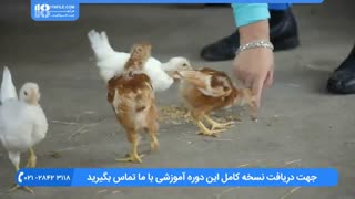 آموزش  پرورش مرغ-  زمان مناسب برای بیرون بردن جوجه ها