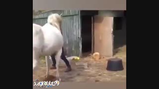 کلیپ خنده (حتما حتما ببینین و از خنده جر بخورین )