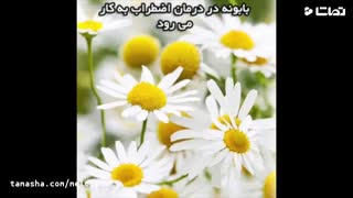 درمان زخم معده و ورم معده با چای بابونه