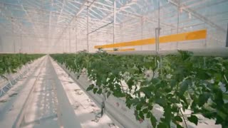 مراحل کاشت و برداشت گوجه فرنگی و فلفل دلمه ای در گلخانه های شیشه ای آتاویتا