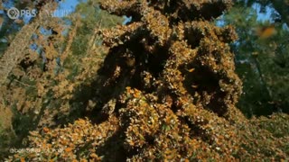 پروانه های سلطنتی