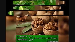 فروش نهال گردو چندلر با کارت سلامت و قرنطینه استانی(www.gerdo.pro)