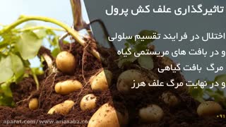کنترل طیف وسیعی از علف های هرز با علف کش پرول | Prowl