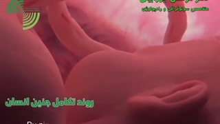 فیلم مراحل تکامل جنین