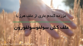 علفکش سولفوسولفورون و نابودی علف های هرز مزرعه گندم