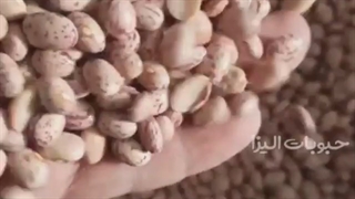 فروش لوبیاچیتی دستچین خمین