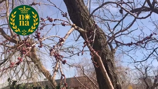 سمپاشی زمستانه