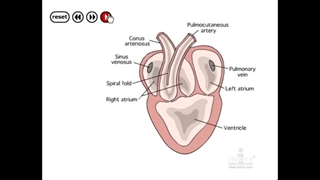 قلب ۳ حفره ای