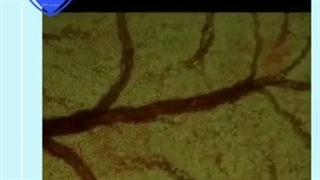 فیلم جالب از سیر تکامل جنین شترمرغ