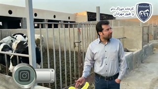 خرید بهترین خوراک دام