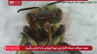 تشریح کنه واروا _ مهمترین انگل زنبور عسل