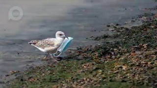 می‌توانیم زمین زیباتری داشته باشیم