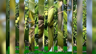 نهال گردو چندلر