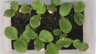 طرز تهیه کمپوست