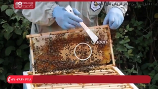 آموزش زنبورداری _ پرورش ملکه جوان و شاداب برای برای کندو