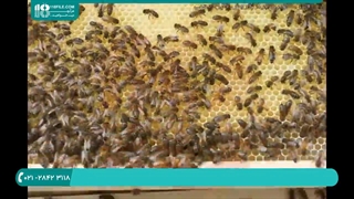 روش تقویت کلنی های ضعیف در فصل بهار : زبان فارسی