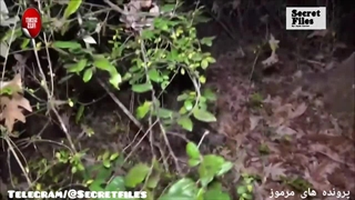 ویدیوی حمله واقعی روح به جستجوگران در جنگل شیطانی کینگستون،آمریکا (شکار دوربین _ قسمت ۲۹)