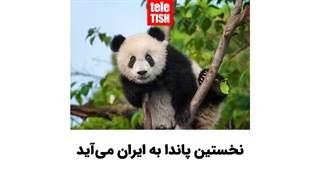 نخستین پاندا به ایران میآید