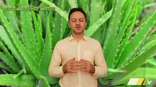 خواص ژل خالص آلوئه ورا