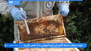 آموزش چند نکته مهم در مورد زنبورداری