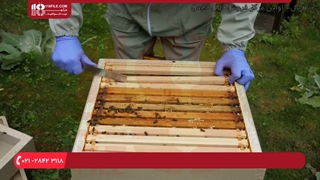 نحوه تهیه کیک گرده برای کندو زنبور عسل