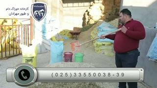 فیلم تهیه خوراک برای گوساله های 100 کیلویی