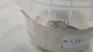 نکات بهداشتی خرید گوشواره طلا 2 |طلا و جواهر | خرید طلا | احسان گلد