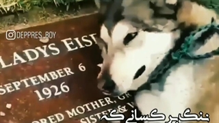 سگ روی مزار صاحبش گریه میکنه . وضعیت .استوری