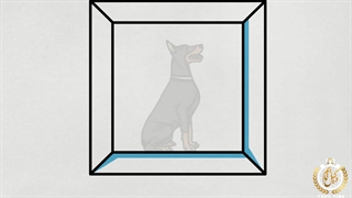 قانون نگهداری حیوان در آپارتمان