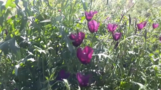 بهار98درخانیک